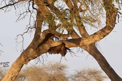 Rare sighting of an African harrier-hawk (Gymnogene)