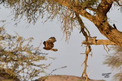 Rare sighting of an African harrier-hawk (Gymnogene)