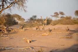 Several wildlife species returning to the ephemeral rivers