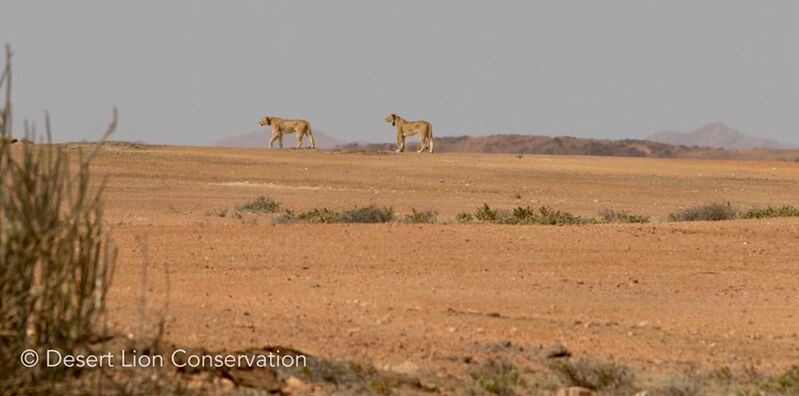 Desert Lionesses search for prey on the vast gravel plains