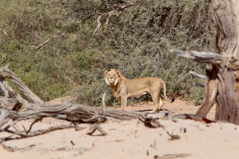 A male lion returning from his visit to the mouth of the Ugab River