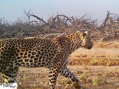 The resident Hoanib Floodplain leopard