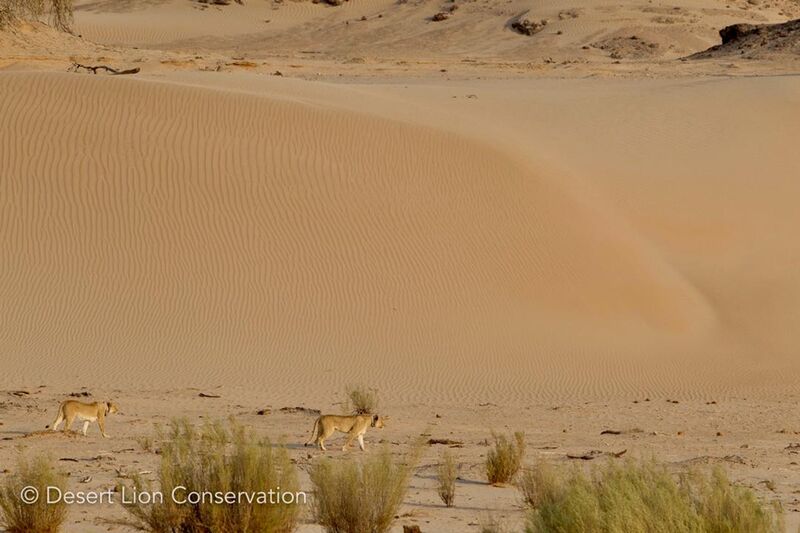 Two lionesses hunting in the dunes