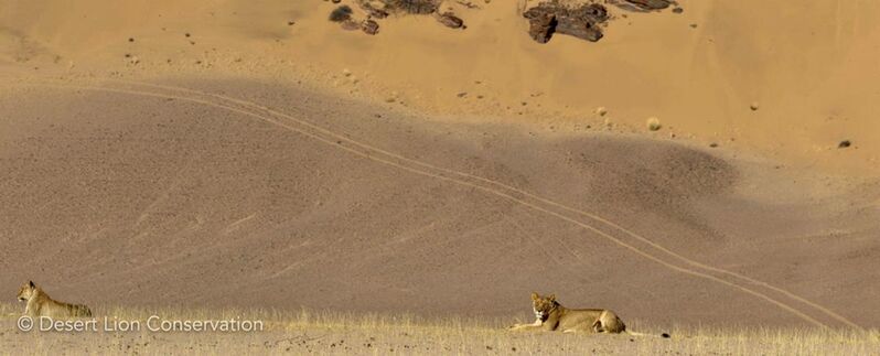 A vehicle track spoiling the photo of two lions in the Hoanib River