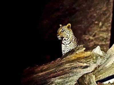 A leopard at Hoanib Skeleton Coast Camp (photo: Wilderness Safaris)