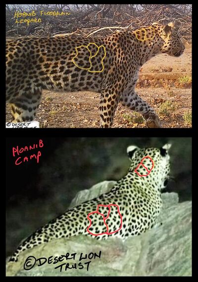 Comparing the spot patterns of the Hoanib Floodplain leopard