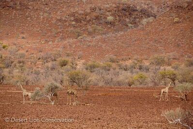 Giraffes on the basalt plains