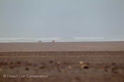 Tracking the Floodplain lionesses at the Uniab Delta