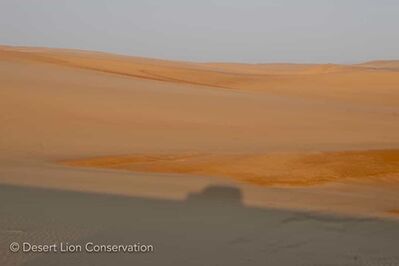 Tracking the Floodplain lionesses at the Uniab Delta