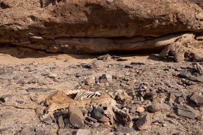 Lioness died of natural causes