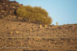 Images of a successful Desert lioness in the southern section of the study area