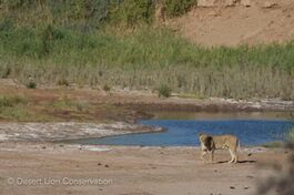 Images of a successful Desert lioness in the southern section of the study area