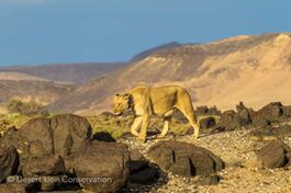 Images of a successful Desert lioness in the southern section of the study area