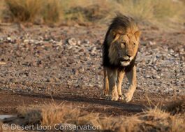 Adult male lions from three different prides in the central area