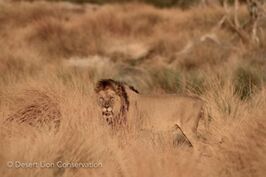 Adult male lions from three different prides in the central area