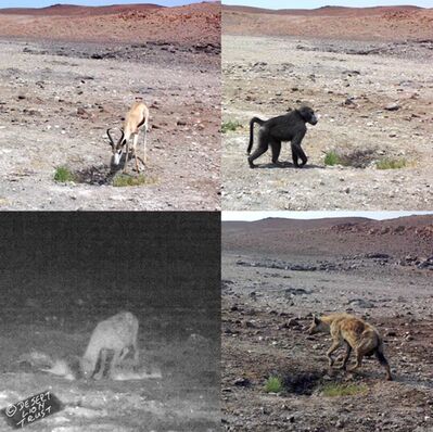 Images of animals visiting Hunkap spring