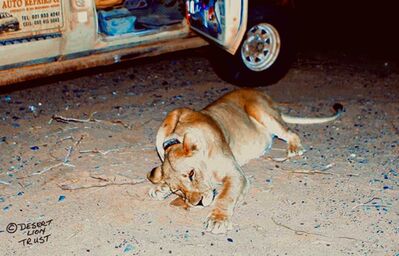 Fitting of a new satellite collar and a lioness overseeing the recovery