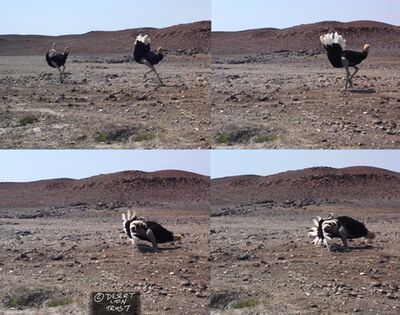 Images of animals visiting Hunkap spring