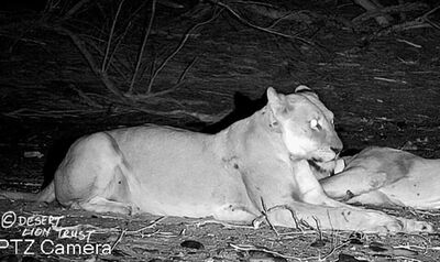 Fitting of a new satellite collar and a lioness overseeing the recovery