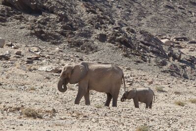 Hoanib elephants feeding on shrubs close to the Hoanib river. 