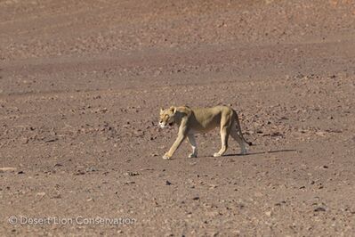 Lionesses on the gravel plains near the Koigab river