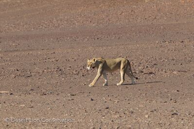 Lionesses on the gravel plains near the Koigab river