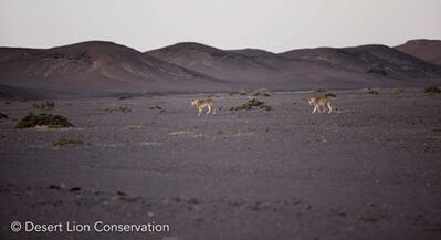Lionesses on the gravel plains near the Koigab river