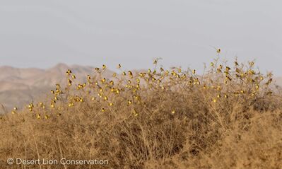 Lesser masked weavers gathering on the Hoanib Floodplain