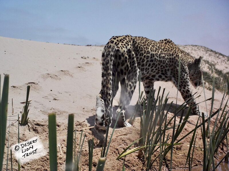 Adult male leopard at the Uniab Delta