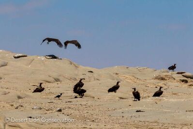 Lappet-faced vultures feeding at the seal colony 