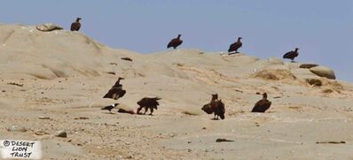 Lappet-faced vultures feeding at the seal colony 