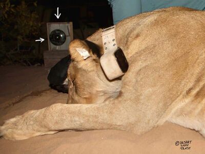A wifi infrared camera developed to monitor the recovery of immobilised lions 