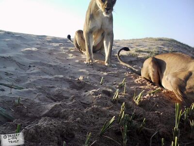 The Obab lionesses drinking at the Uniab Delta