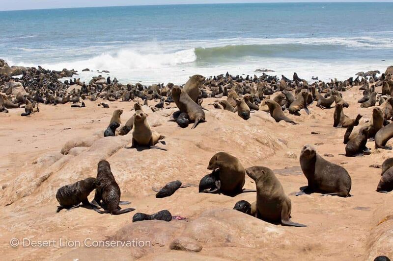 Möwe Bay Cape fur seal colony 