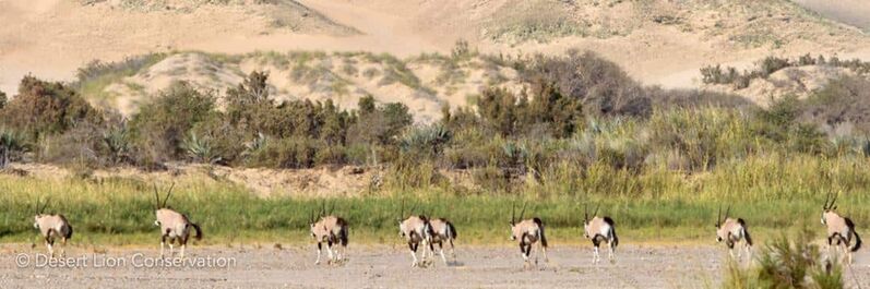 Gemsbok are attracted to green vegetation and water -Desert Lion Conservation Namibia