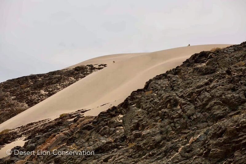 The lionesses on the southern bank of the Hoaruseb river - Desert Lion Conservation Namibia