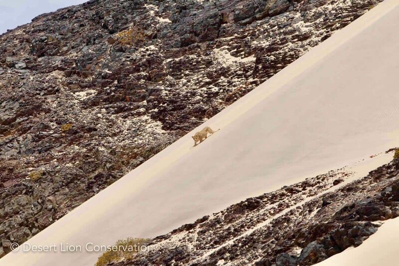 Xpl-109 “Bravo” descending into the Hoaruseb river - Desert Lion Conservation Namibia