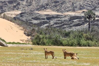 Images of the Hoaruseb pride & the Terrace Male in the lower Hoaruseb river during 2010/2 - Desert Lion Conservation Namibia