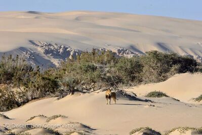 Images of the Hoaruseb pride & the Terrace Male in the lower Hoaruseb river during 2010/2 - Desert Lion Conservation Namibia