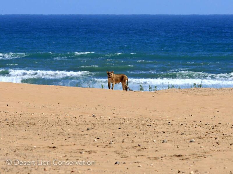 Xpl-38 “Tawny” at the mouth of the Hoaruseb river in 2009 - Desert Lion Conservation Namibia