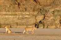 The Orphan lionesses explore the Hoaruseb river - Desert Lion Conservation Namibia