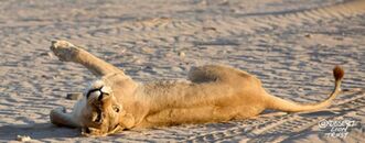 The Orphan lionesses explore the Hoaruseb river - Desert Lion Conservation Namibia