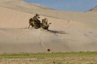 The Orphan lionesses explore the Hoaruseb river - Desert Lion Conservation Namibia