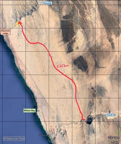 The Orphan lionesses crossed the dune-belt to reach the Hoaruseb riverDesert Lion Conservation Namibia