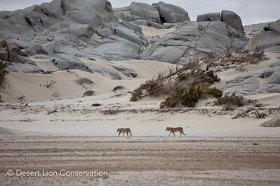 Lionesses exploring the lower Hoaruseb river