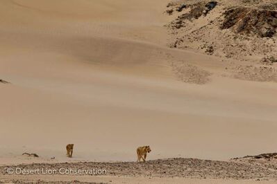 Lionesses exploring the lower Hoaruseb river