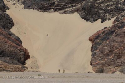 Two lionesses move along the lower Hoaruseb river