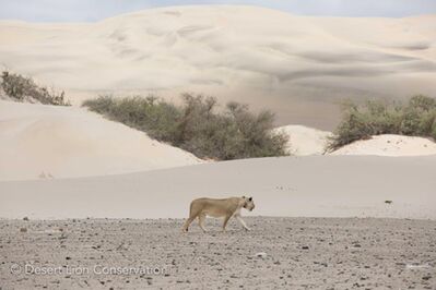 Two lionesses move along the lower Hoaruseb river