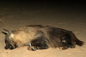 Skeleton Coast Brown Hyaena Programme