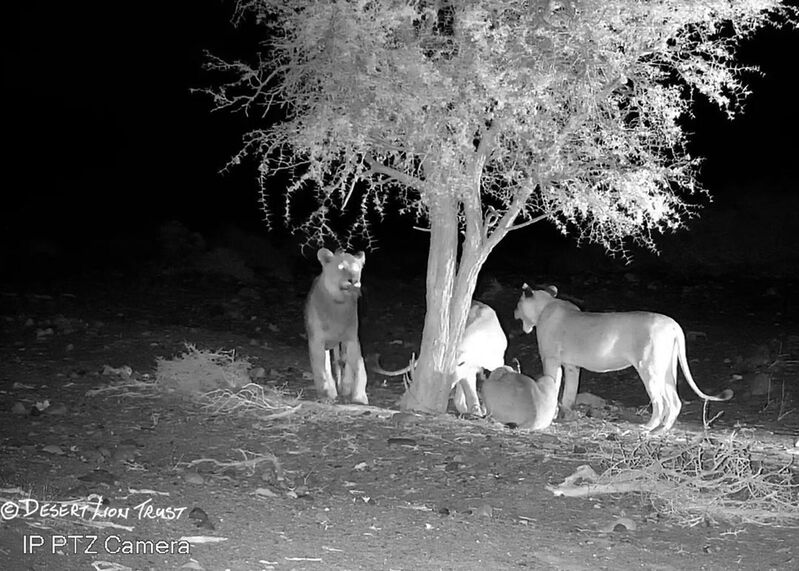 Lions causing problems near De Riet